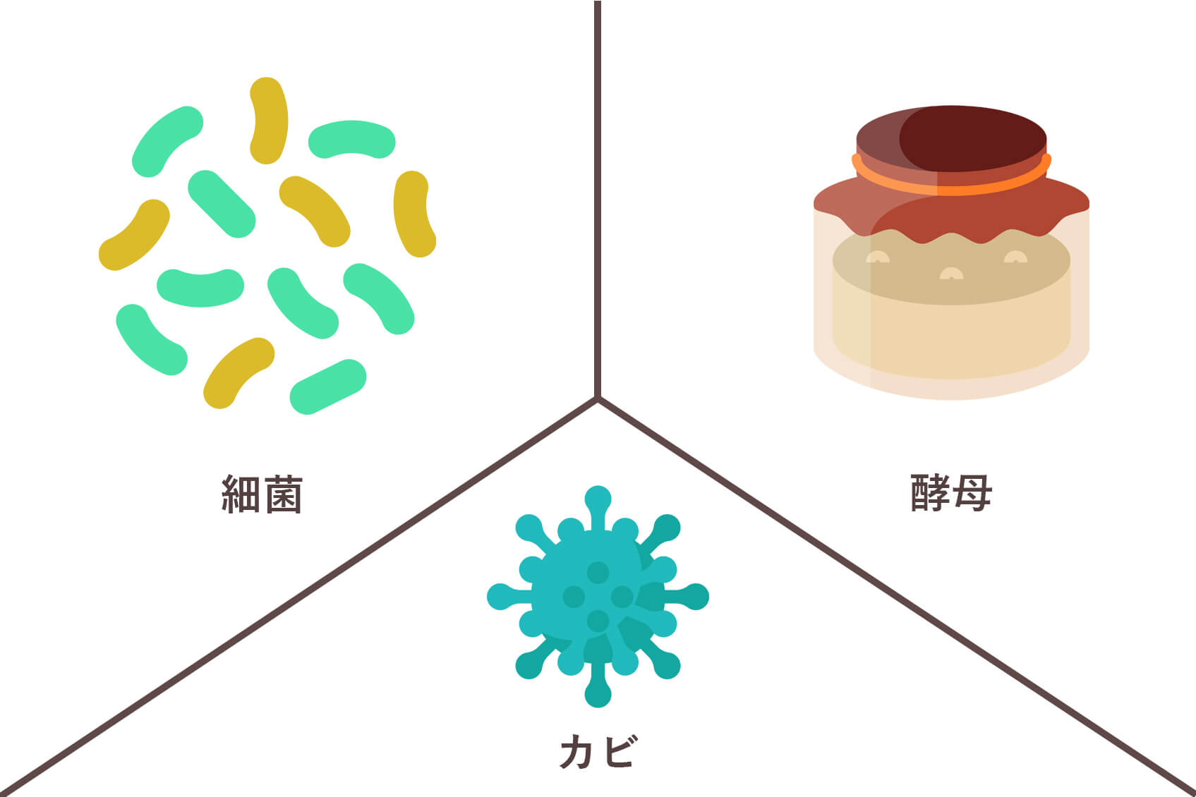 細菌　酵母　カビ